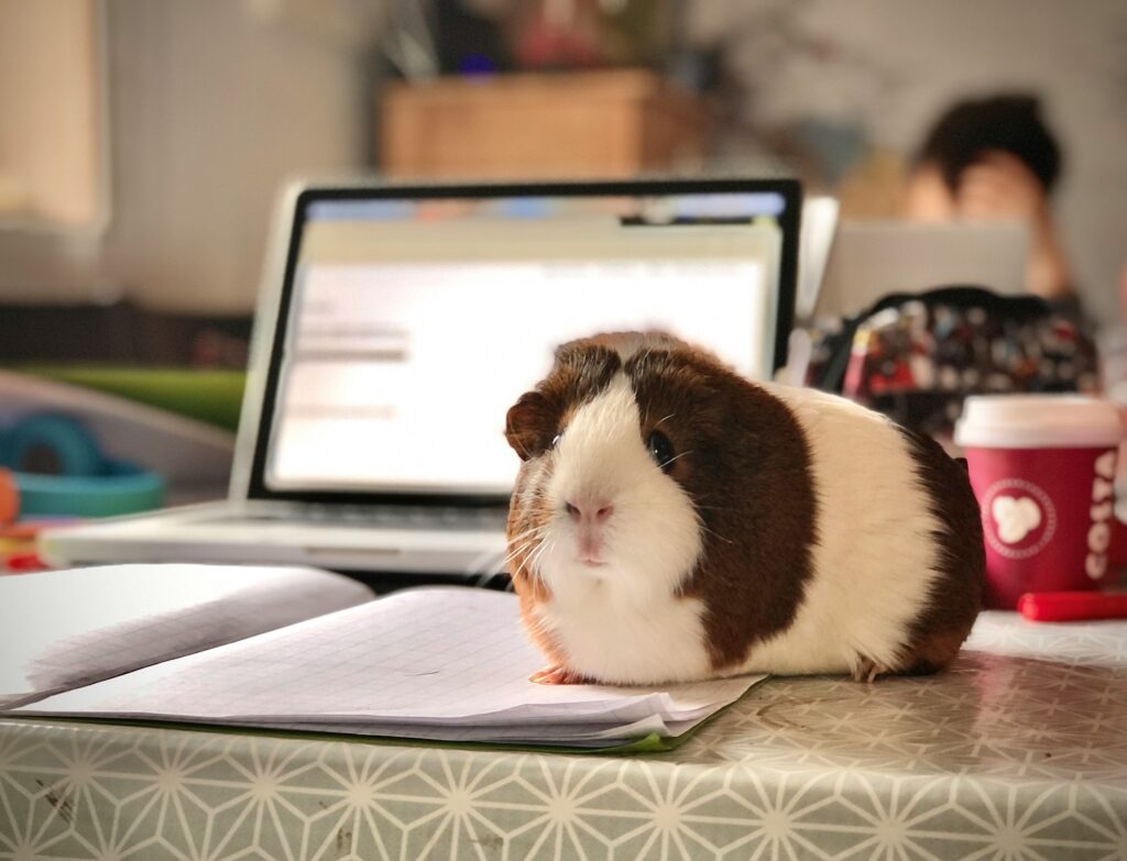 white and brown guinea pig on white paper - ADHD Distraction